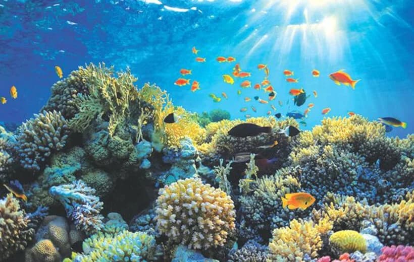 Hikkaduwa Coral Reef & Surf Experience